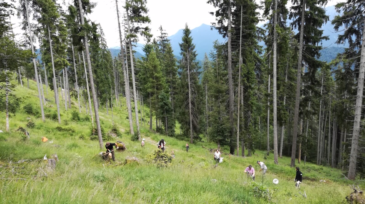 Lärchen für den sich auflösenden Bergwald