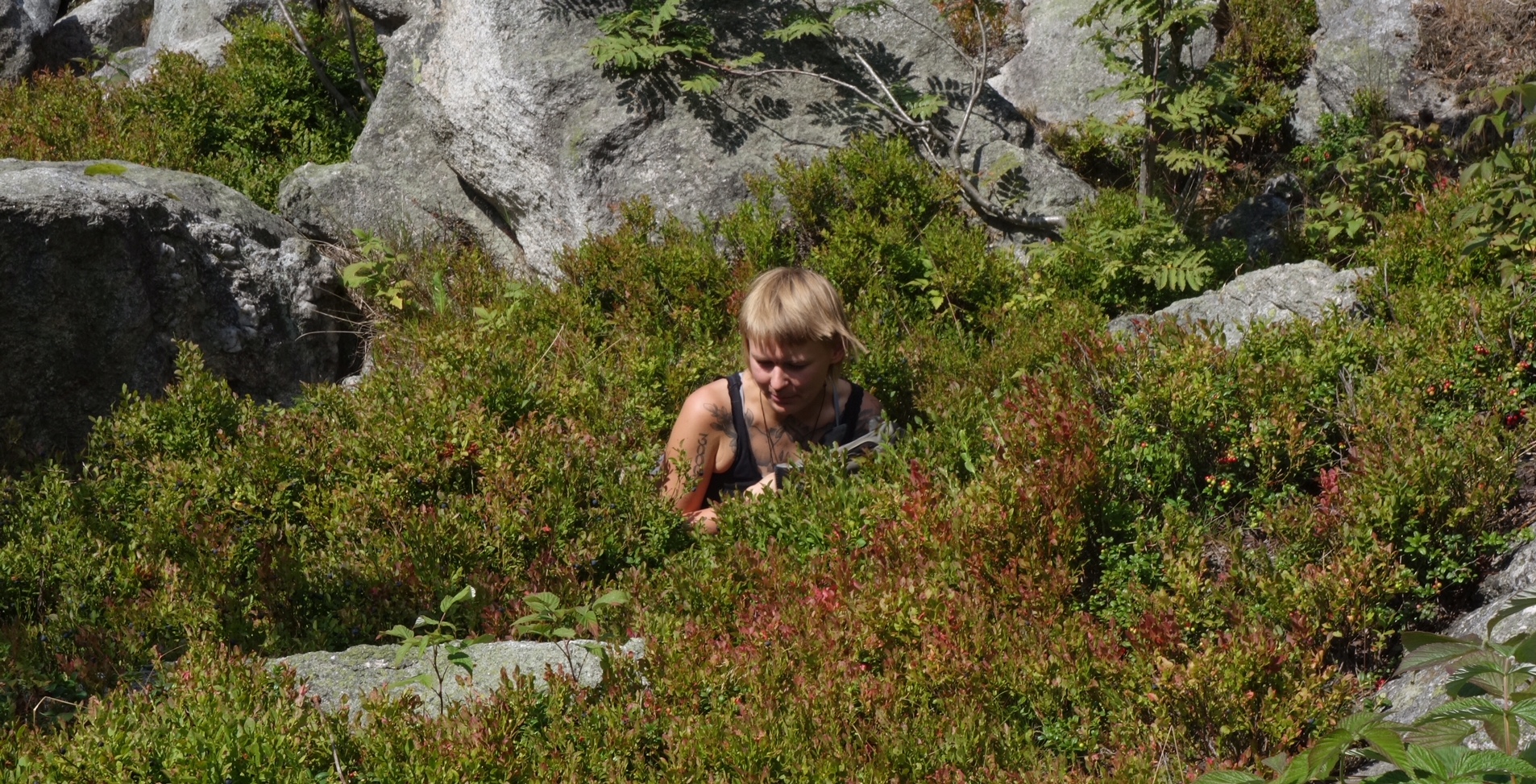 Kein Auerwild in den Heidelbeeren