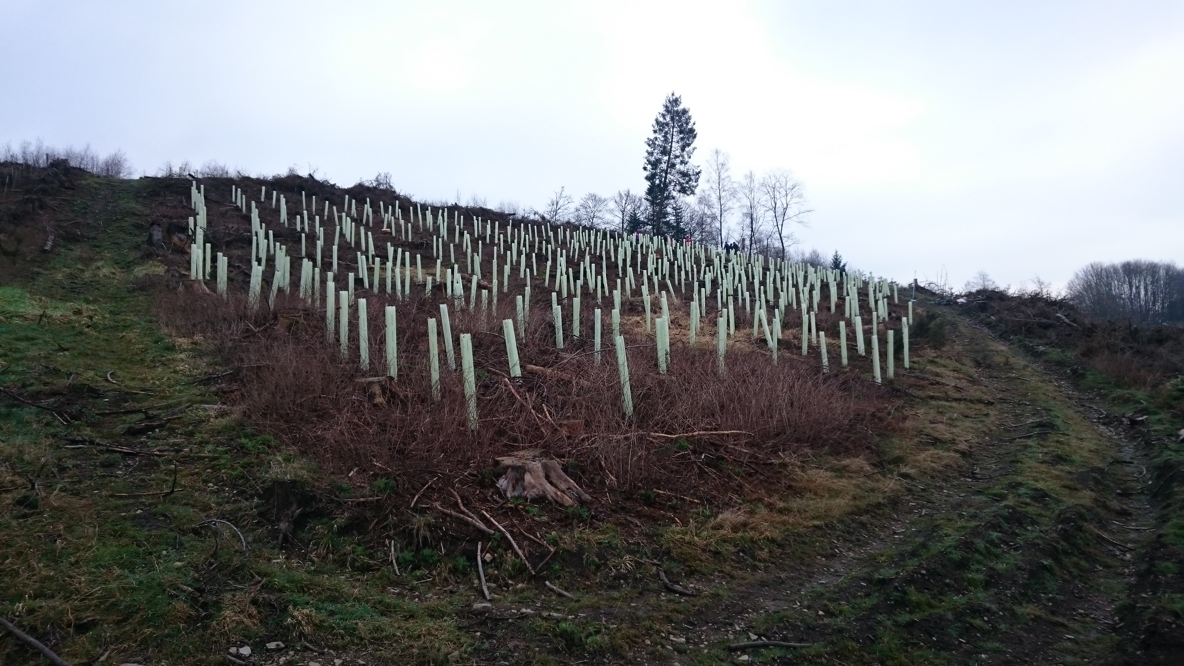 Dahinter stecken das Bergwaldprojekt und Laubbäume