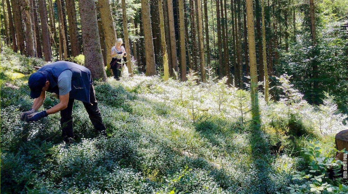 Junge Tannen bekommen Verbissschutz aus Schafswolle