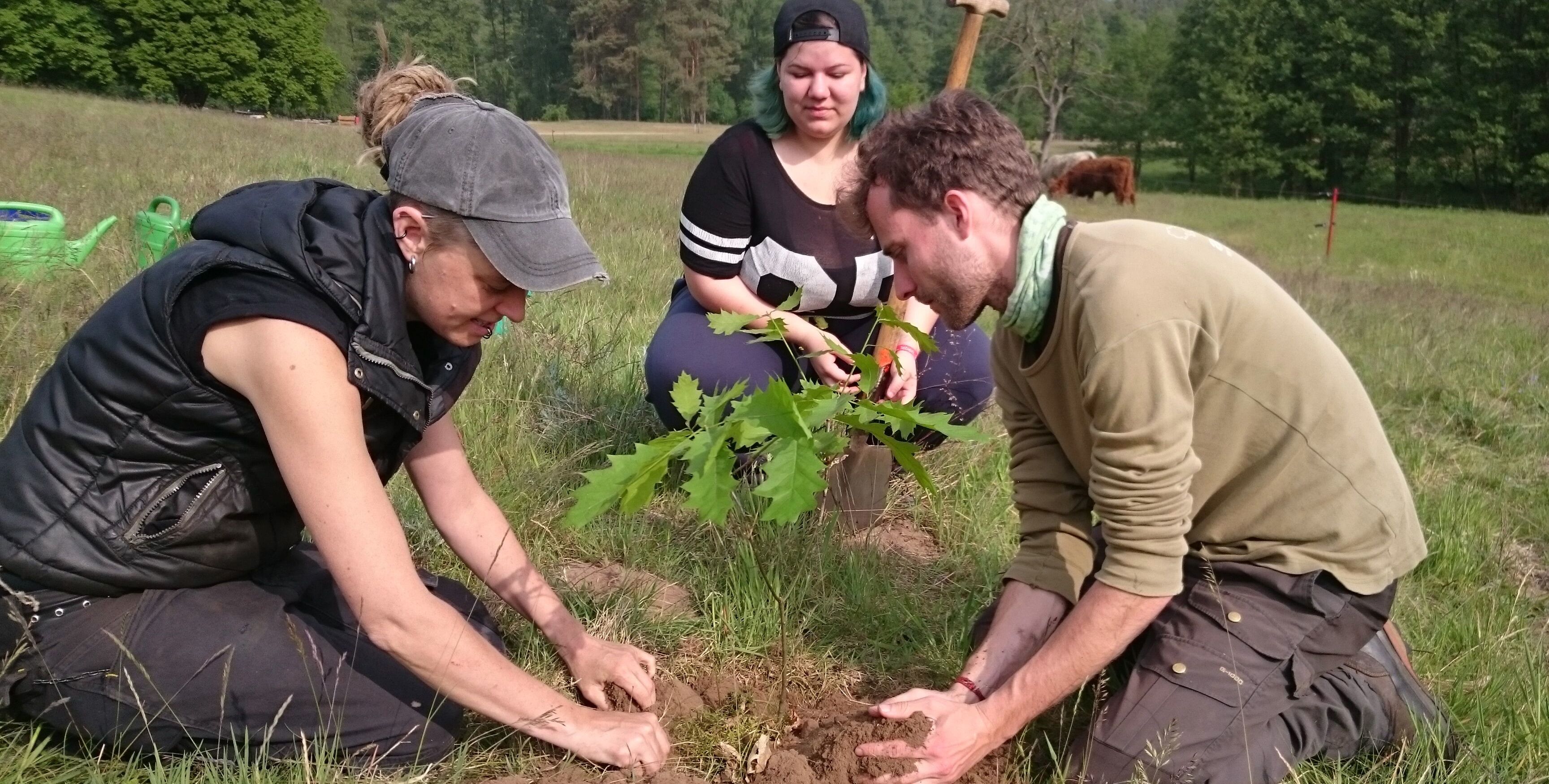 Eichen gehören in den märkischen Sand