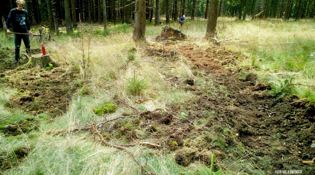 Dem Waldboden wird der Grasfilz entnommen.